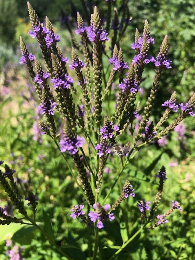 Blue vervain (Verbena hastata) flowers