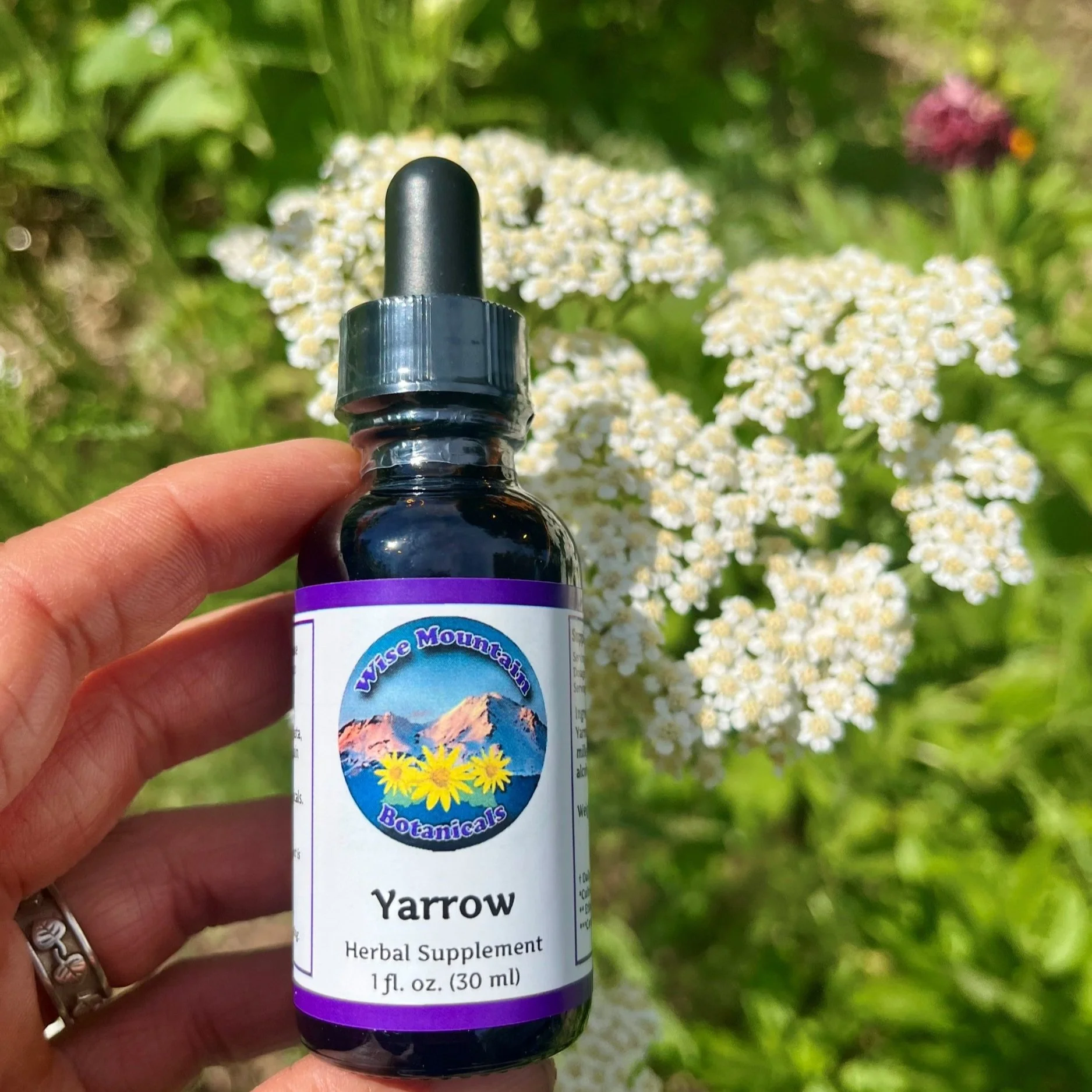 Yarrow (Achillea millefolium) tincture