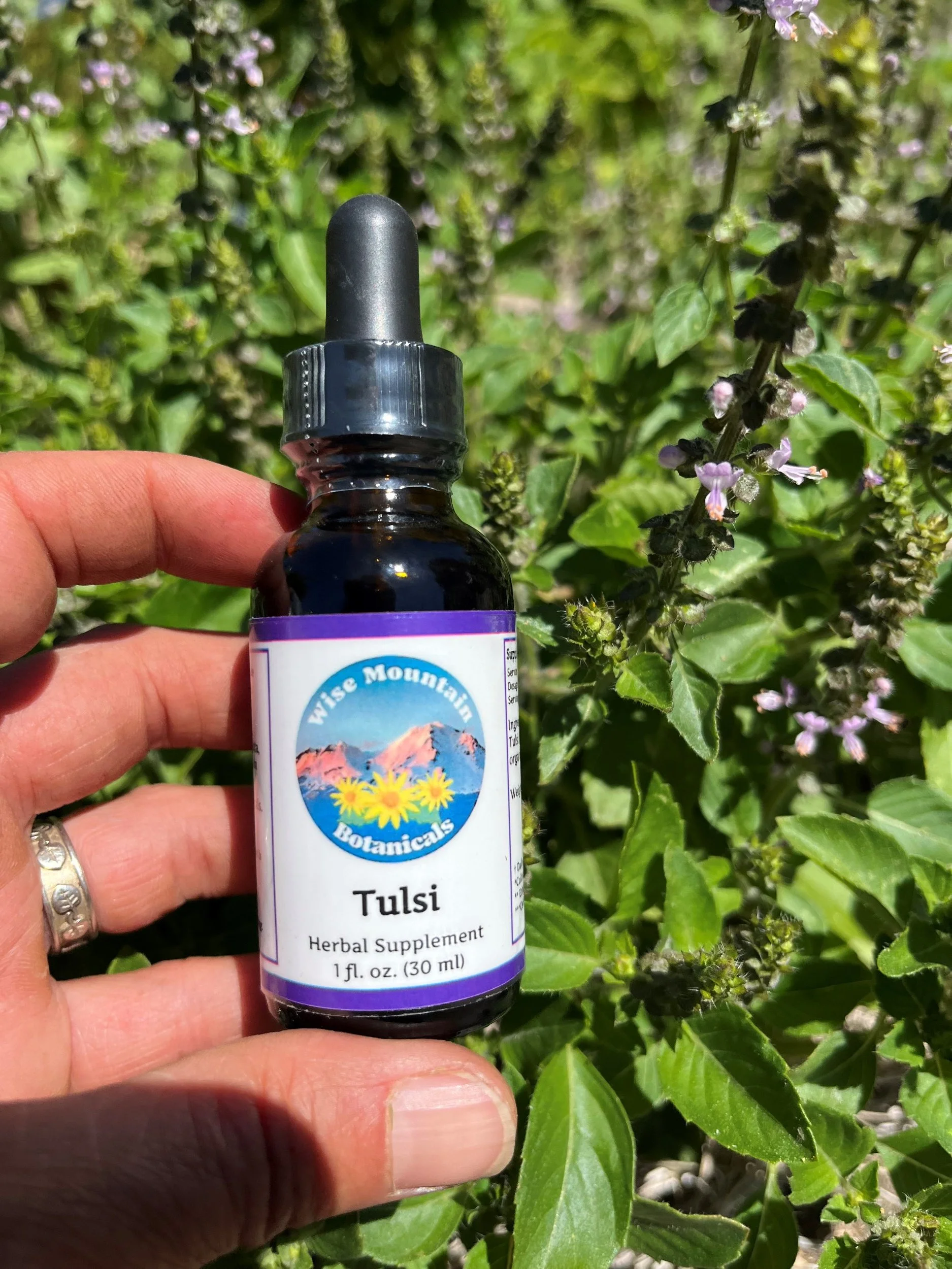 Tulsi.jpg