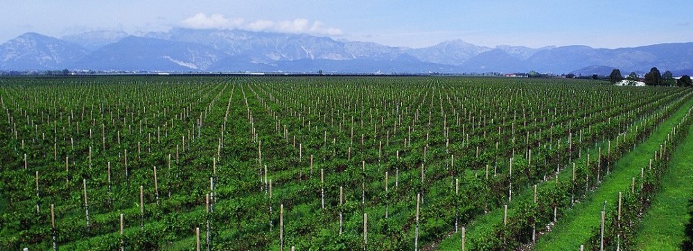 Forchir- Vineyards.jpeg