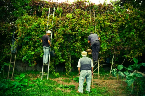 Vino Verde.jpg
