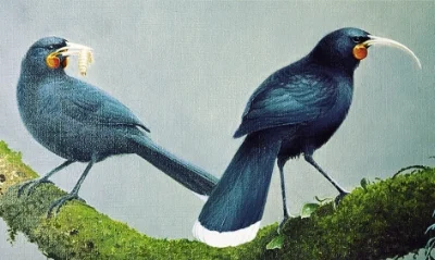 The legendaryHuia Bird- the only species in which the male and female have different beak shapes!