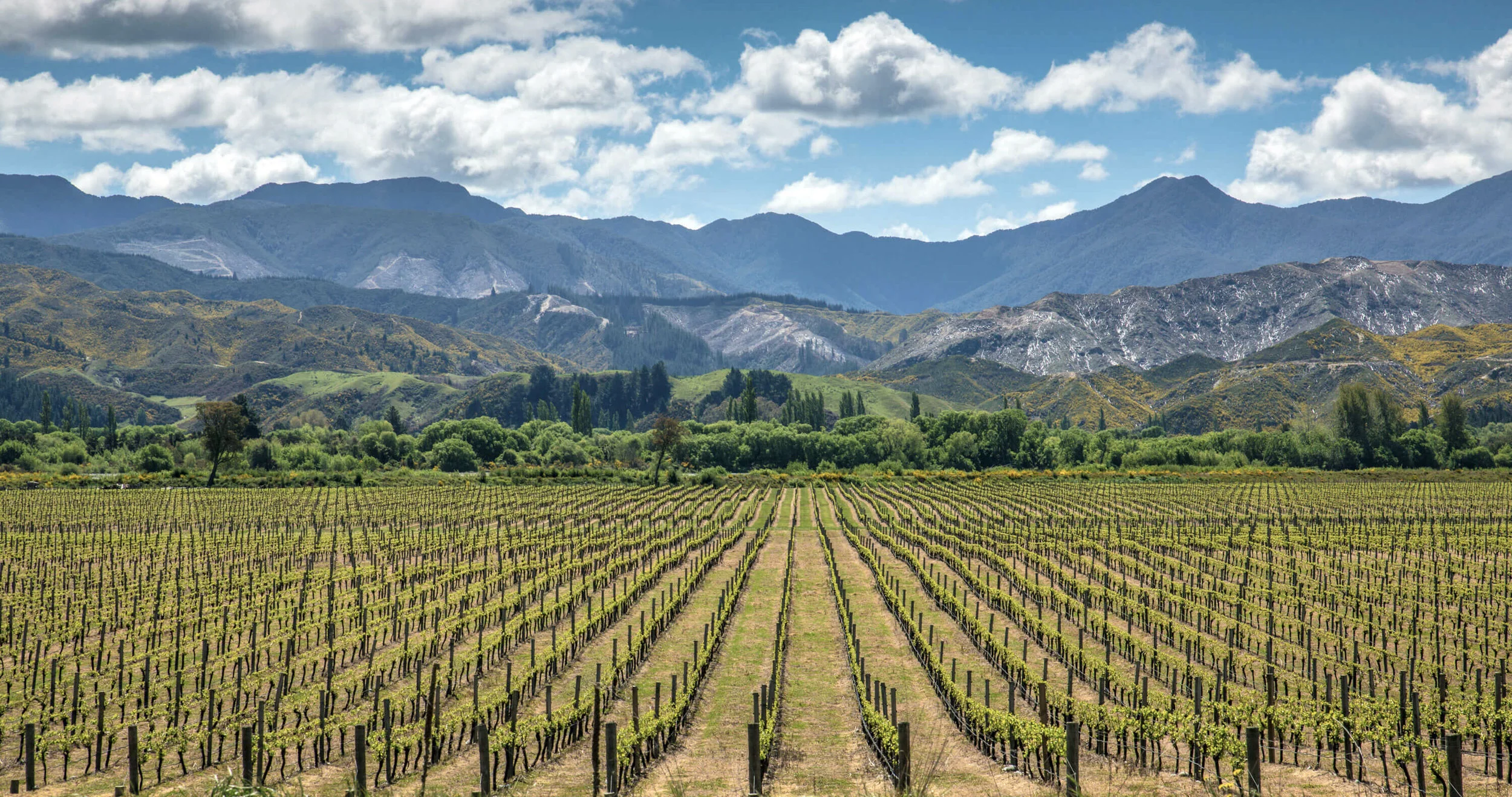 NZ- Gravel & Loam Vineyards.jpg