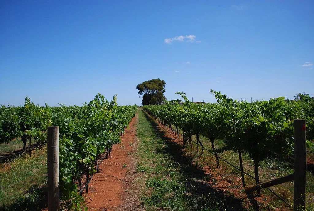 The red soils of Coonawarra