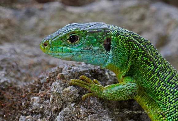 A Smaragd- the green lizard found throughout Austria's vineyard regions