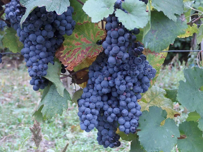 Blaufrankisch Grapes
