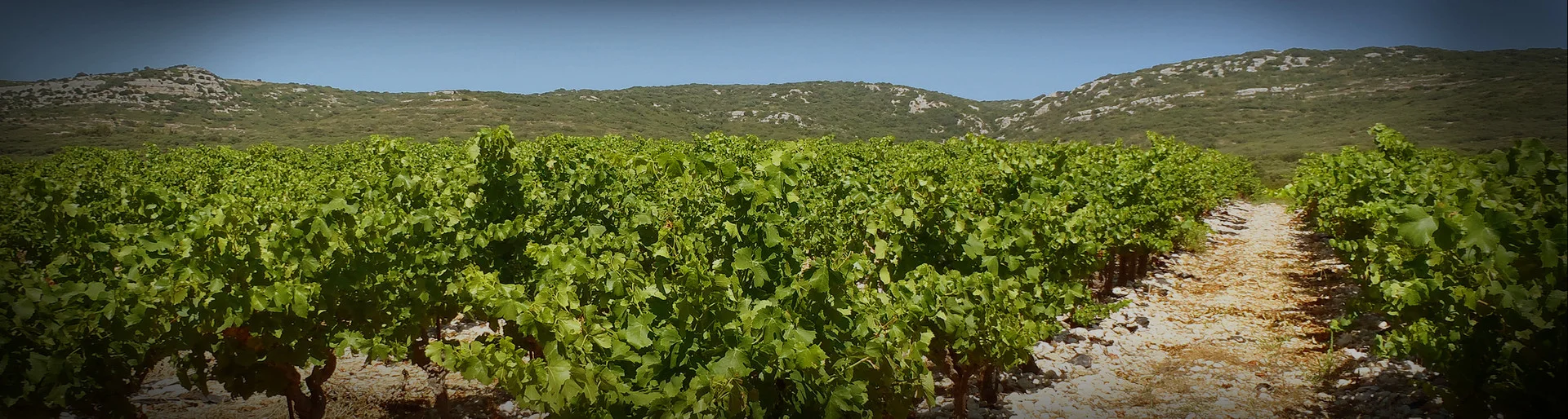 Picpoul vineyards on their sandy-limestone soils.