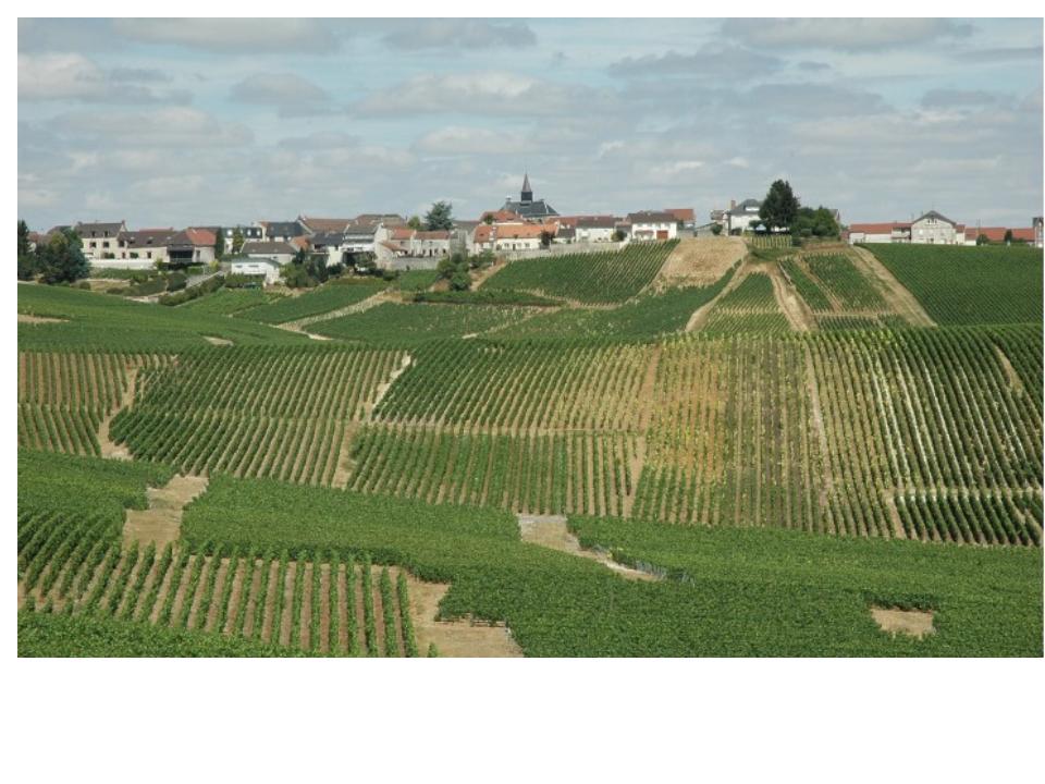 The Grand Cru village of Cramant in the Cote des Blancs