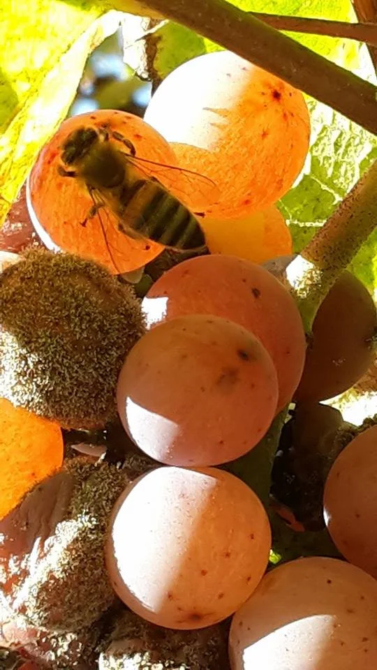 Botrytis & Bees.jpg