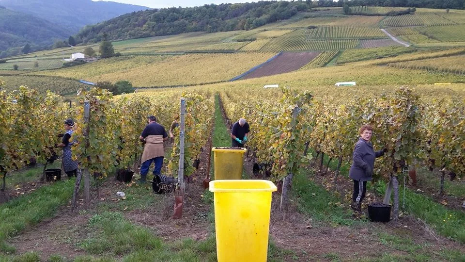 Harvest at Rolly Gassmann