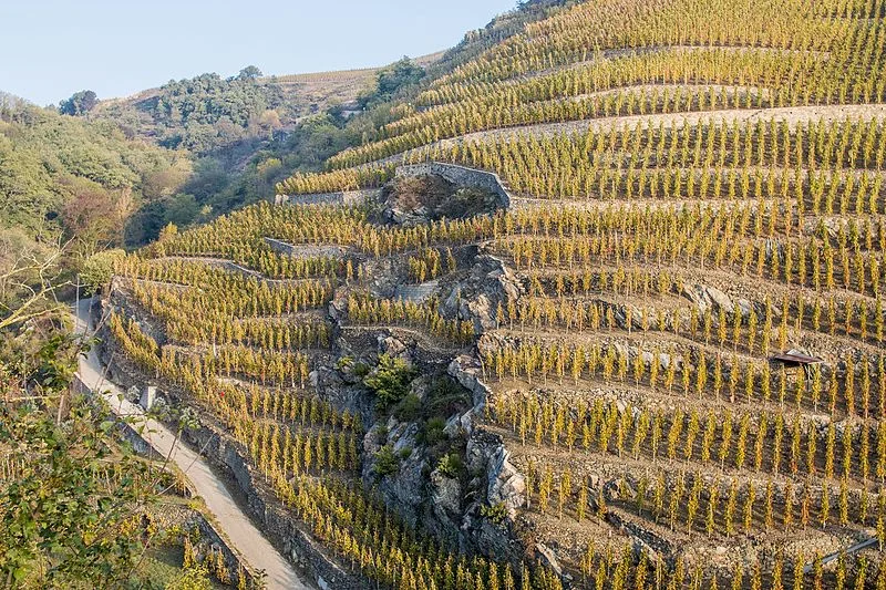 Terraces along the Cote Rotie