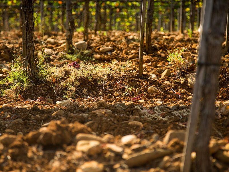 Tenuta Sesta- Soils.jpg