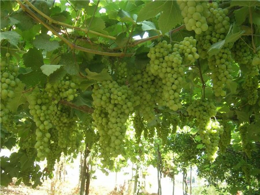 Grave- vines.jpg