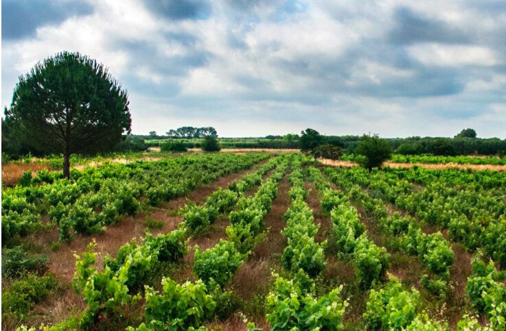 Menhir Salento- the Vineyards