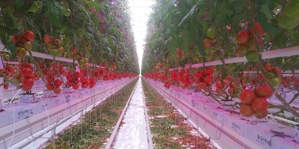 LUCI A LED NEL FUTURO DELL'AGRICOLTURA
