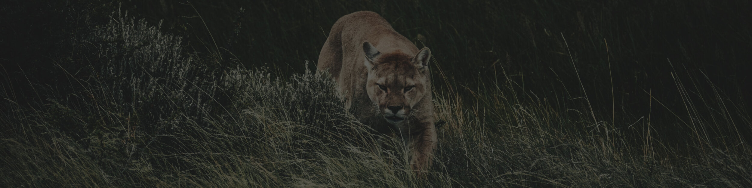 martin-berrios-uT-98VmE_1c-unsplash-edit.jpg