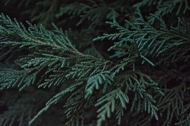 pine.jpg