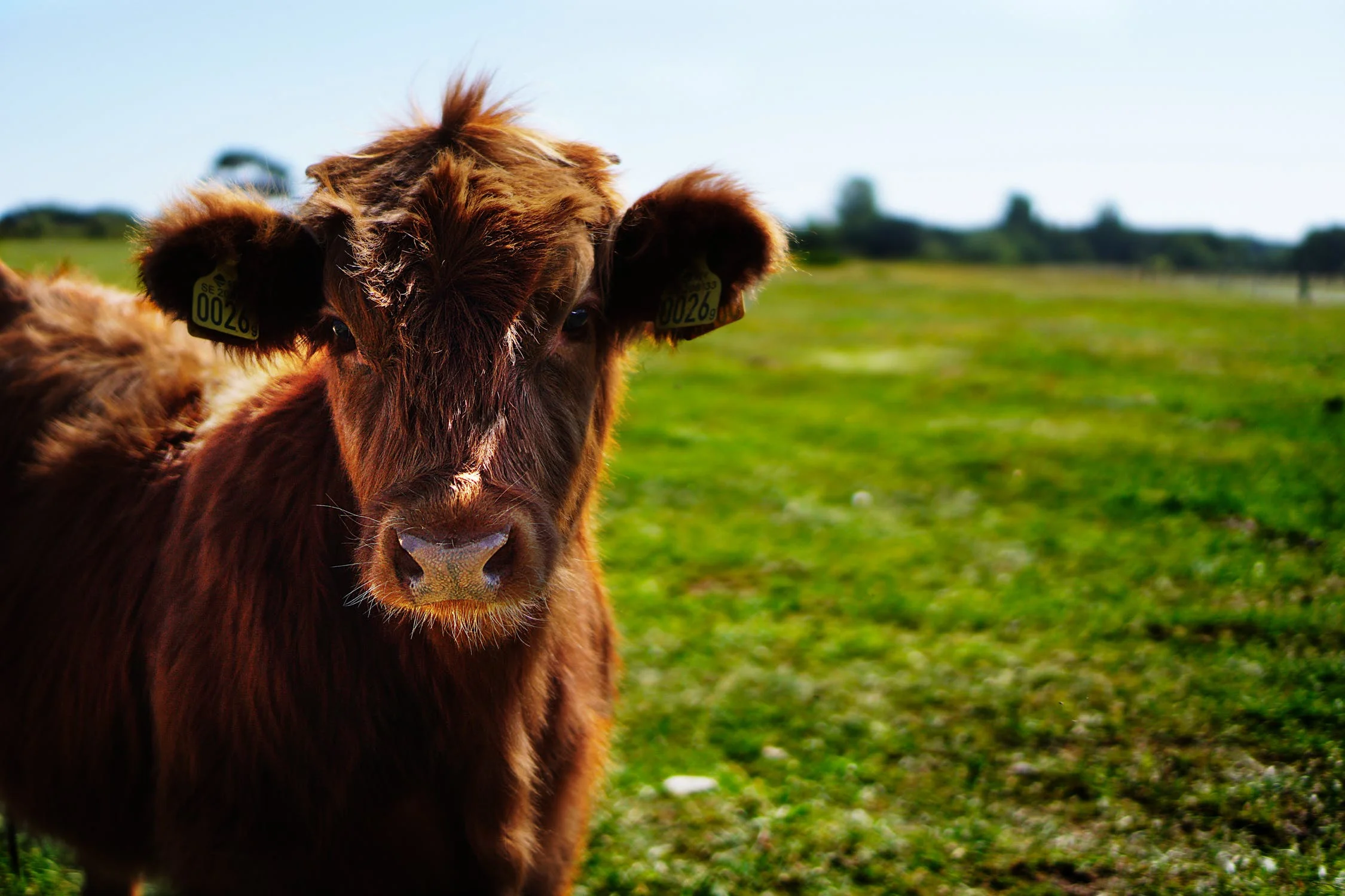 calf.jpg