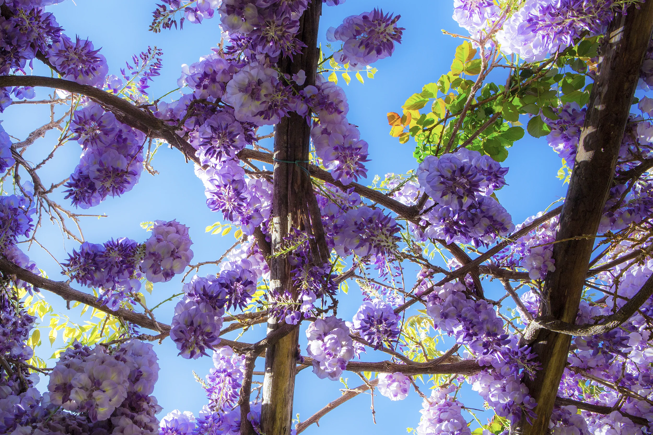 SYR_Gardens_1061_2.jpg