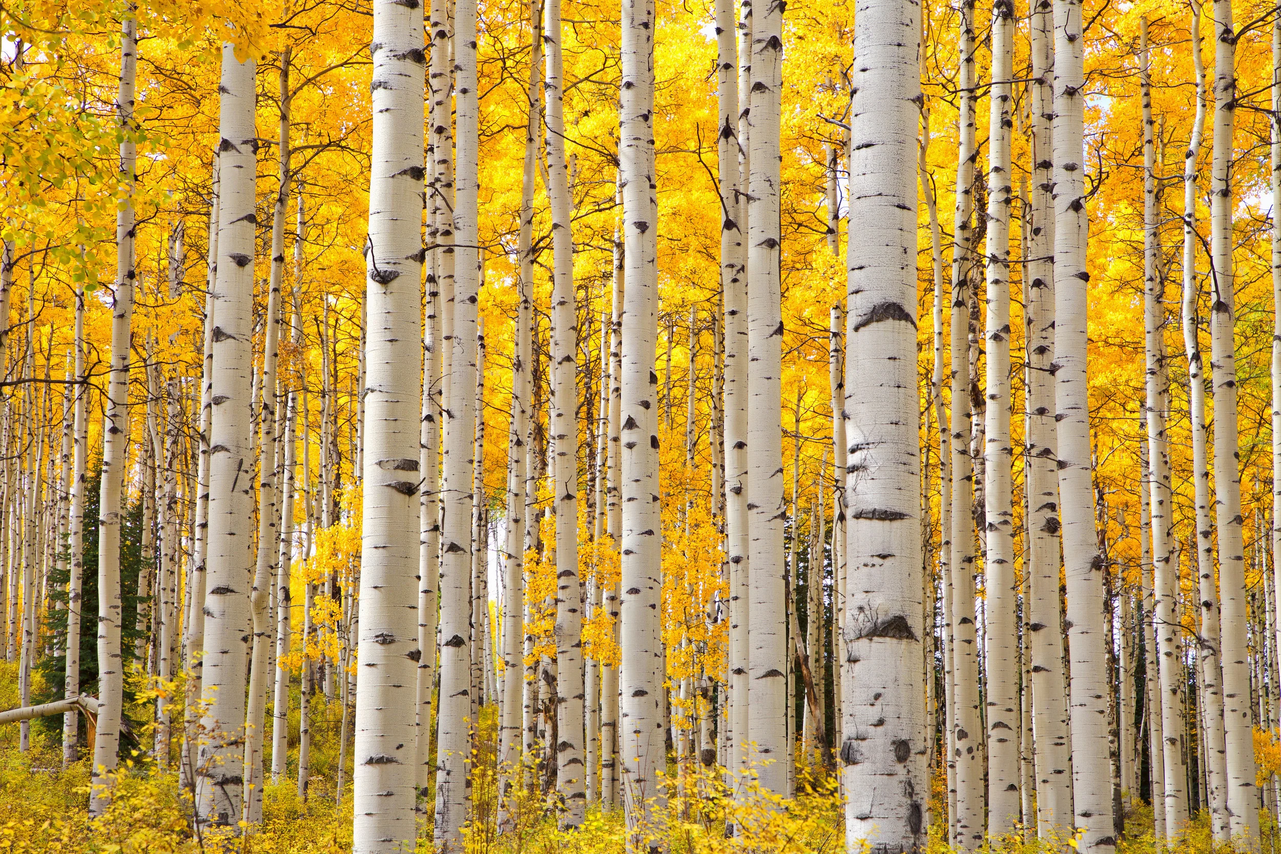 iStock-688328842.jpg