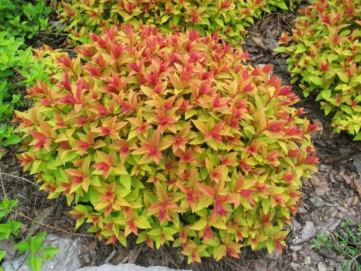 Goldflame Spiraea