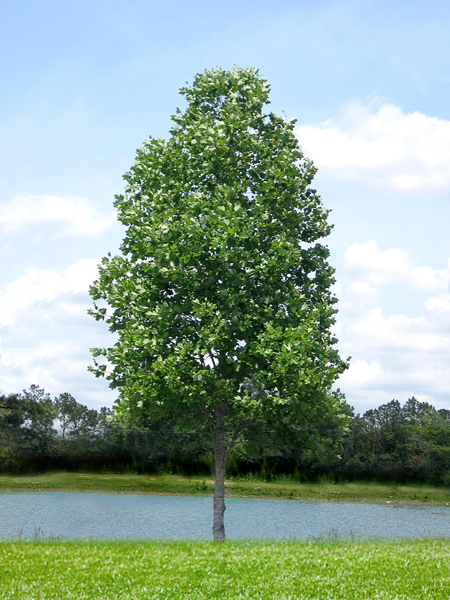 Tulip Poplar
