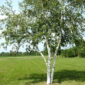 Whitespire Birch
