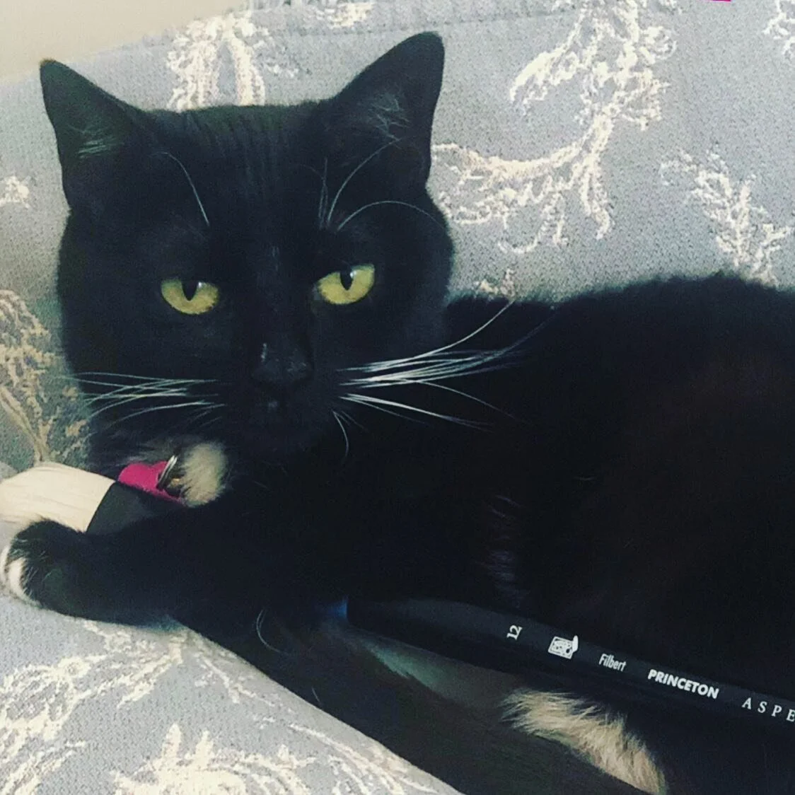Art Cat is Here 😻
