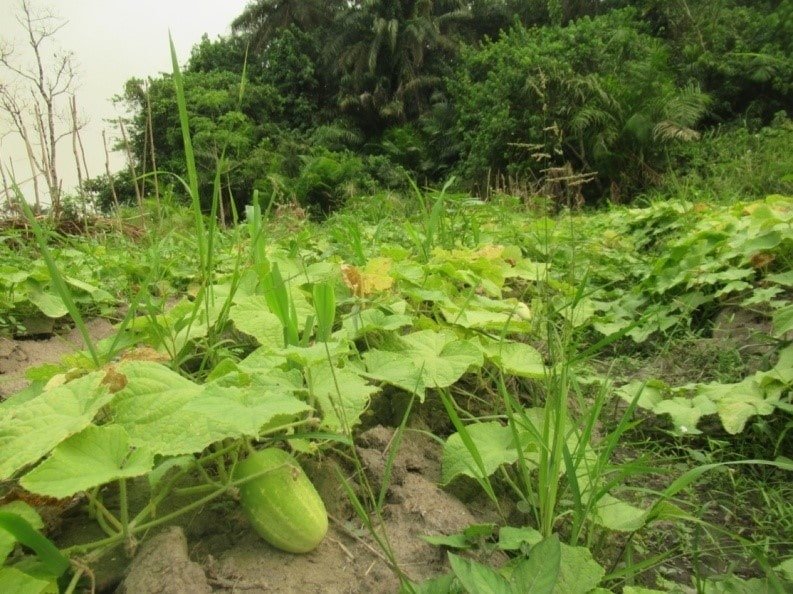 BWA-RYDO-Kadiatu-cucumber-farm-min.jpg