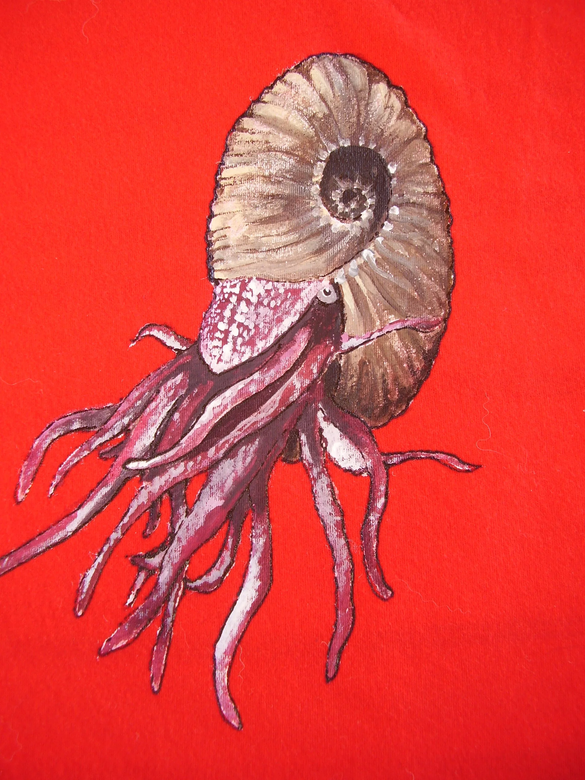 not a nautilus.JPG