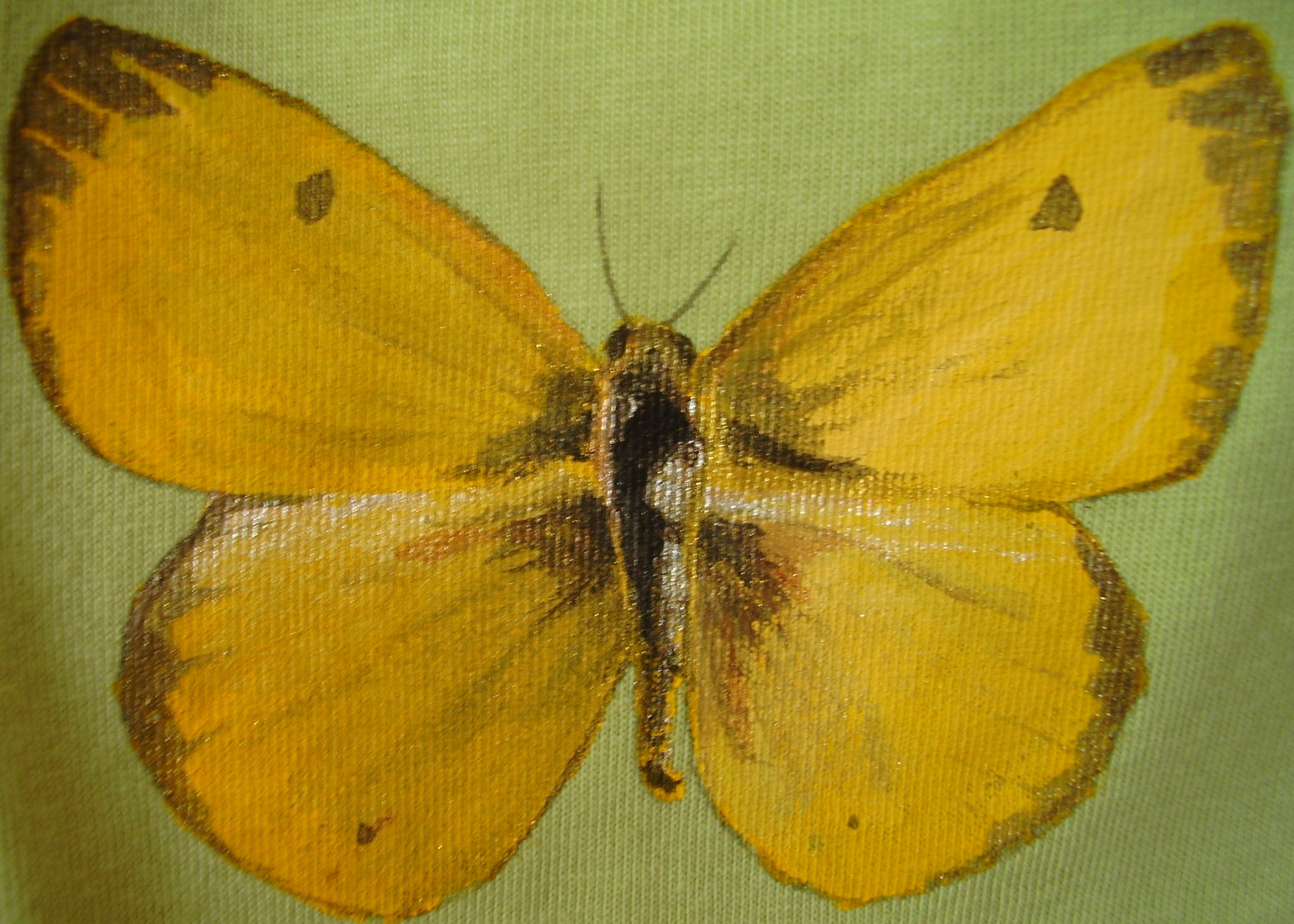 cloudedsulphur.JPG