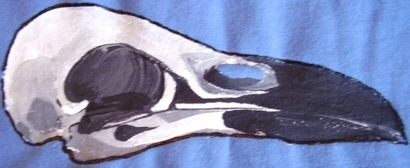 crow skull.JPG