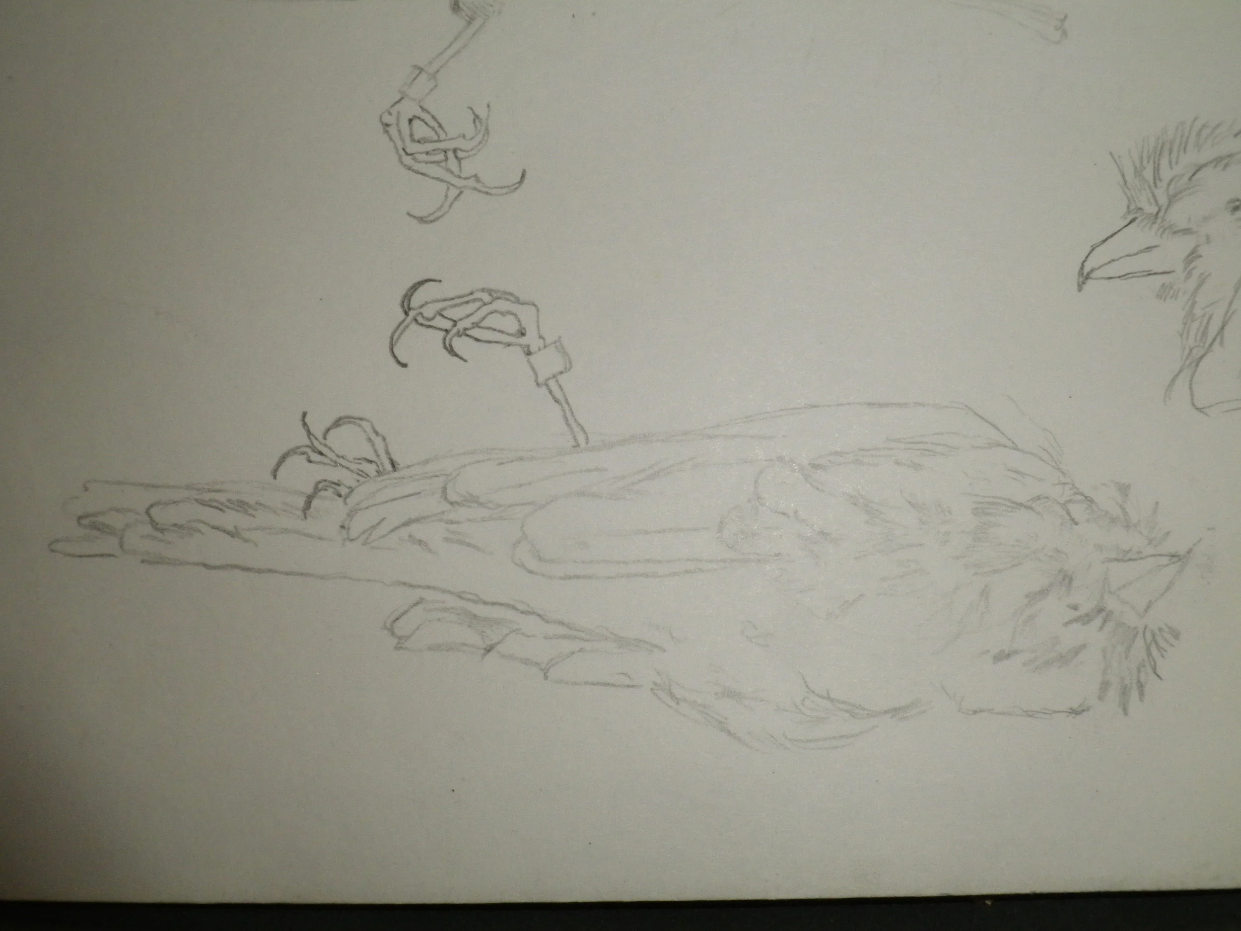 Bird study 2.JPG