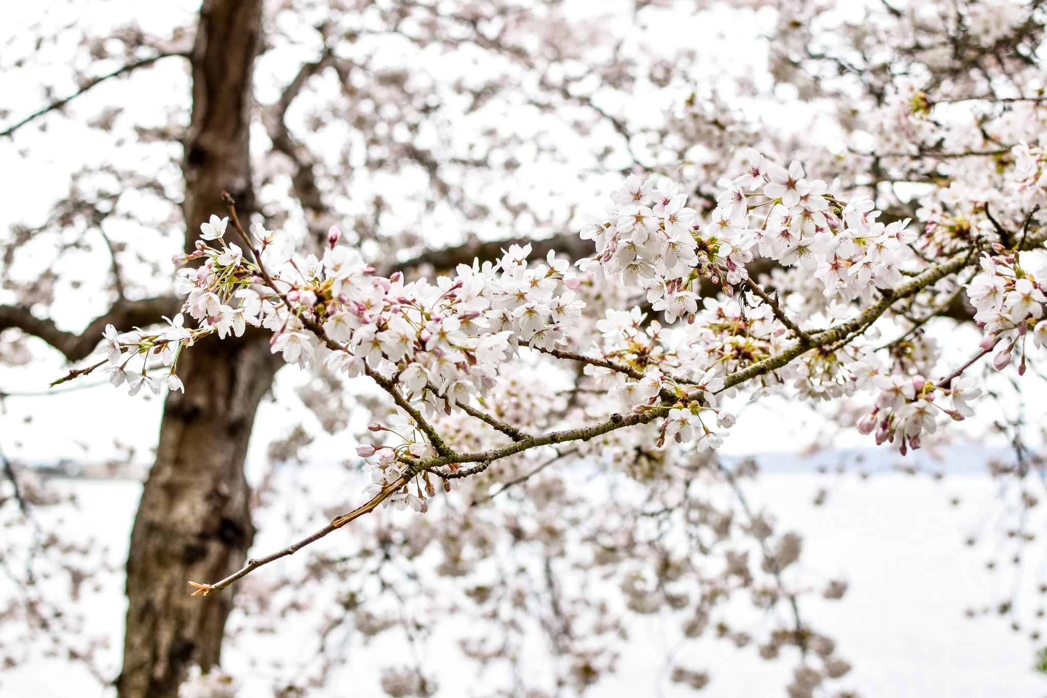 8 peaceful cherry blossoms.jpg