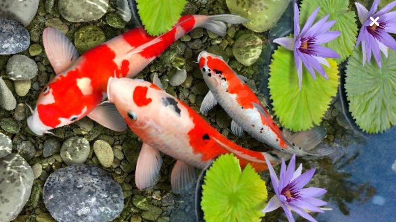 koi image .PNG