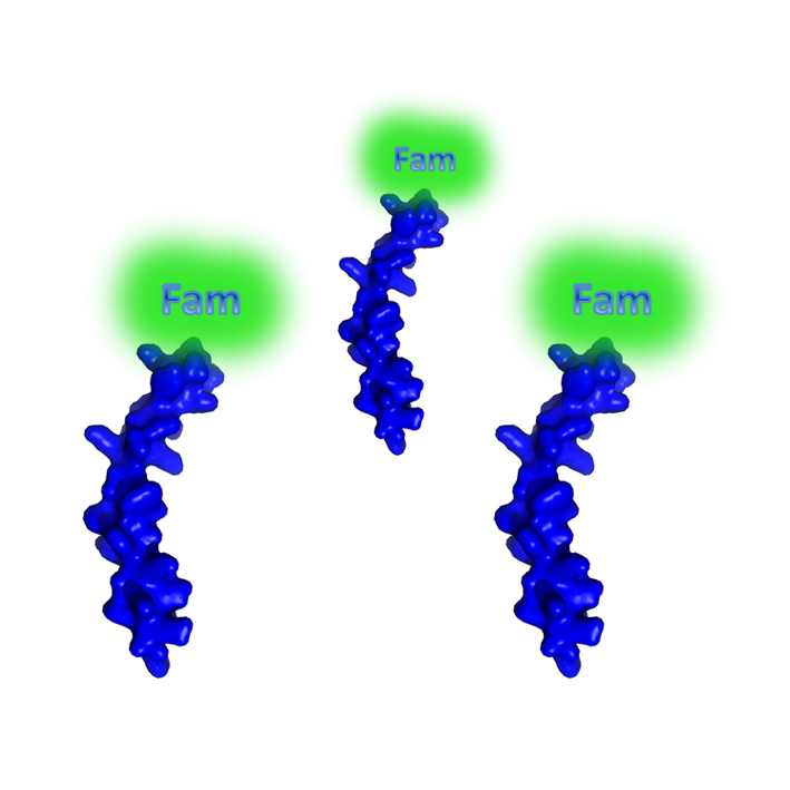 peptide Fam.png