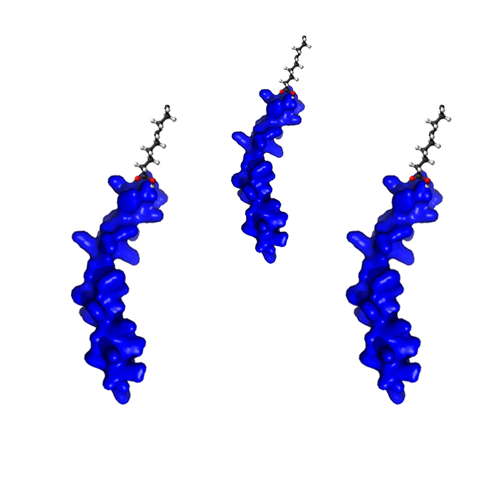 His Peptidisc.png