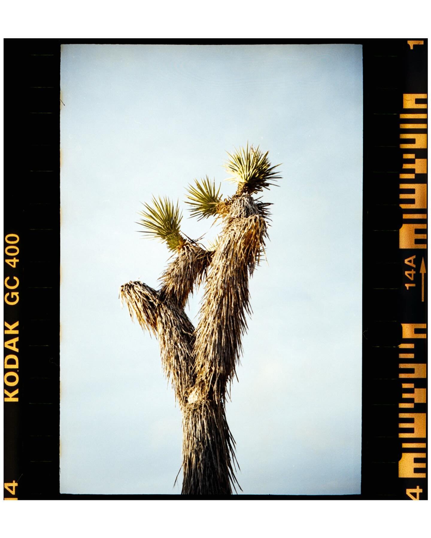 I loved the desert landscape of Joshua Tree. I kept feeling like I&rsquo;d been dropped into a movie set &ndash; all of the secret flat gathering places for lizards and small little cactus plants. They just felt like they had been made by a movie cre