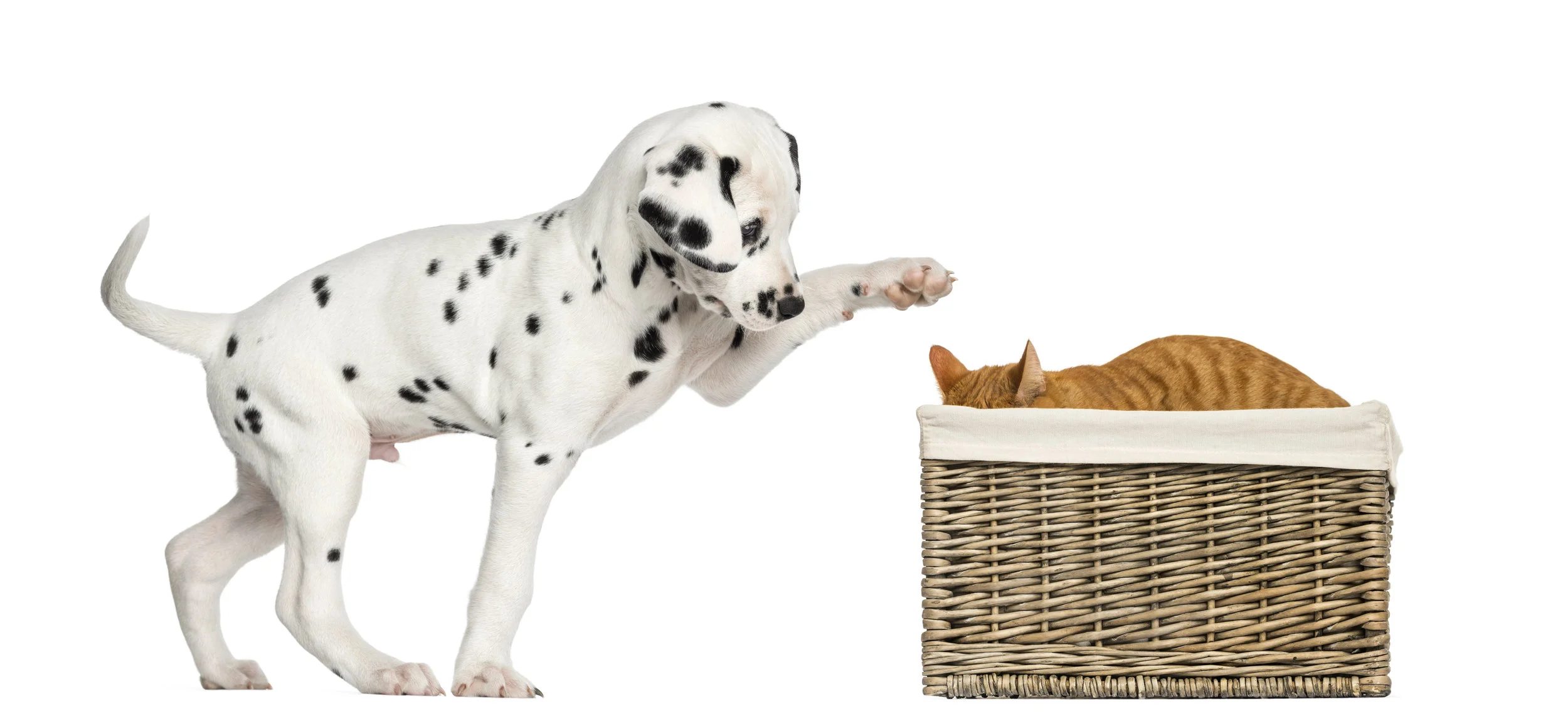 dalmatian-puppy-playing-with-a-cat-hiding-in-a-PQKWCXA.jpg