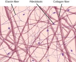 Collagen Calling