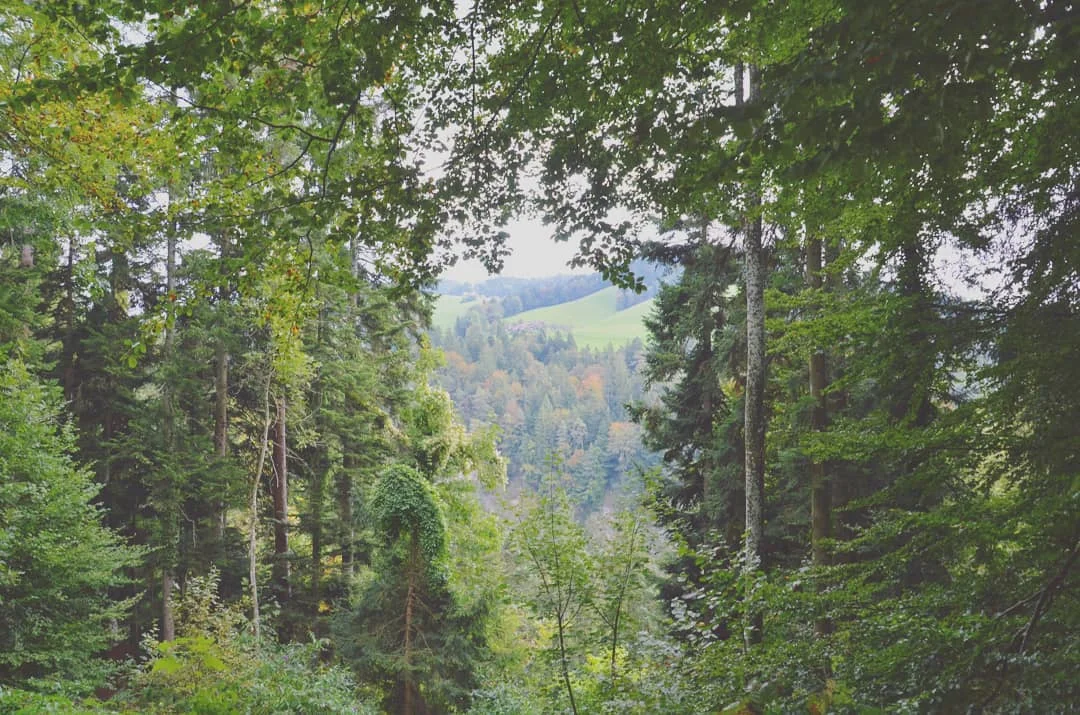 A wee peep through the Swiss woods Thun, Switzerland