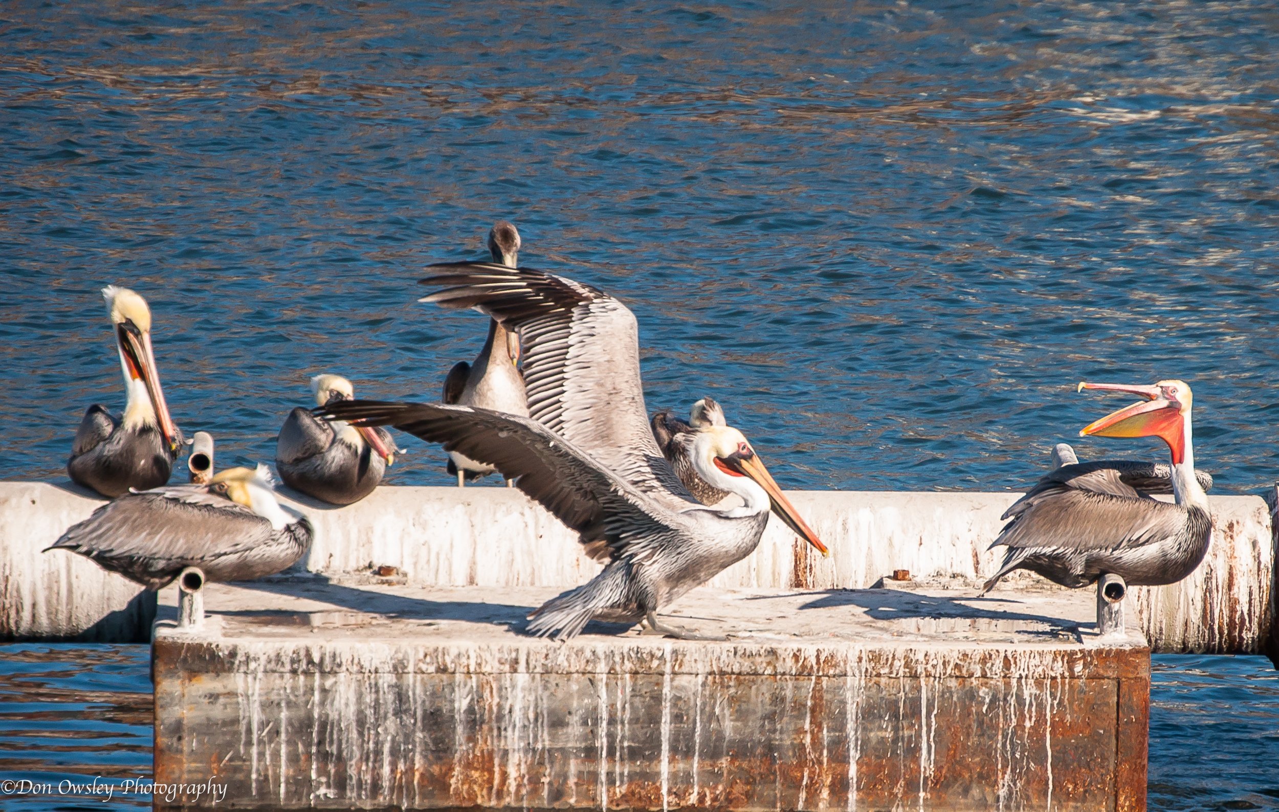 A Pack of Pelicans-2.jpeg