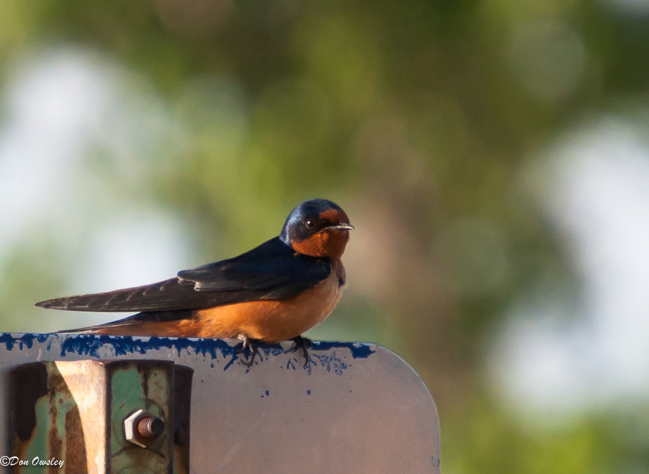 Swallow on a sign wm.jpeg