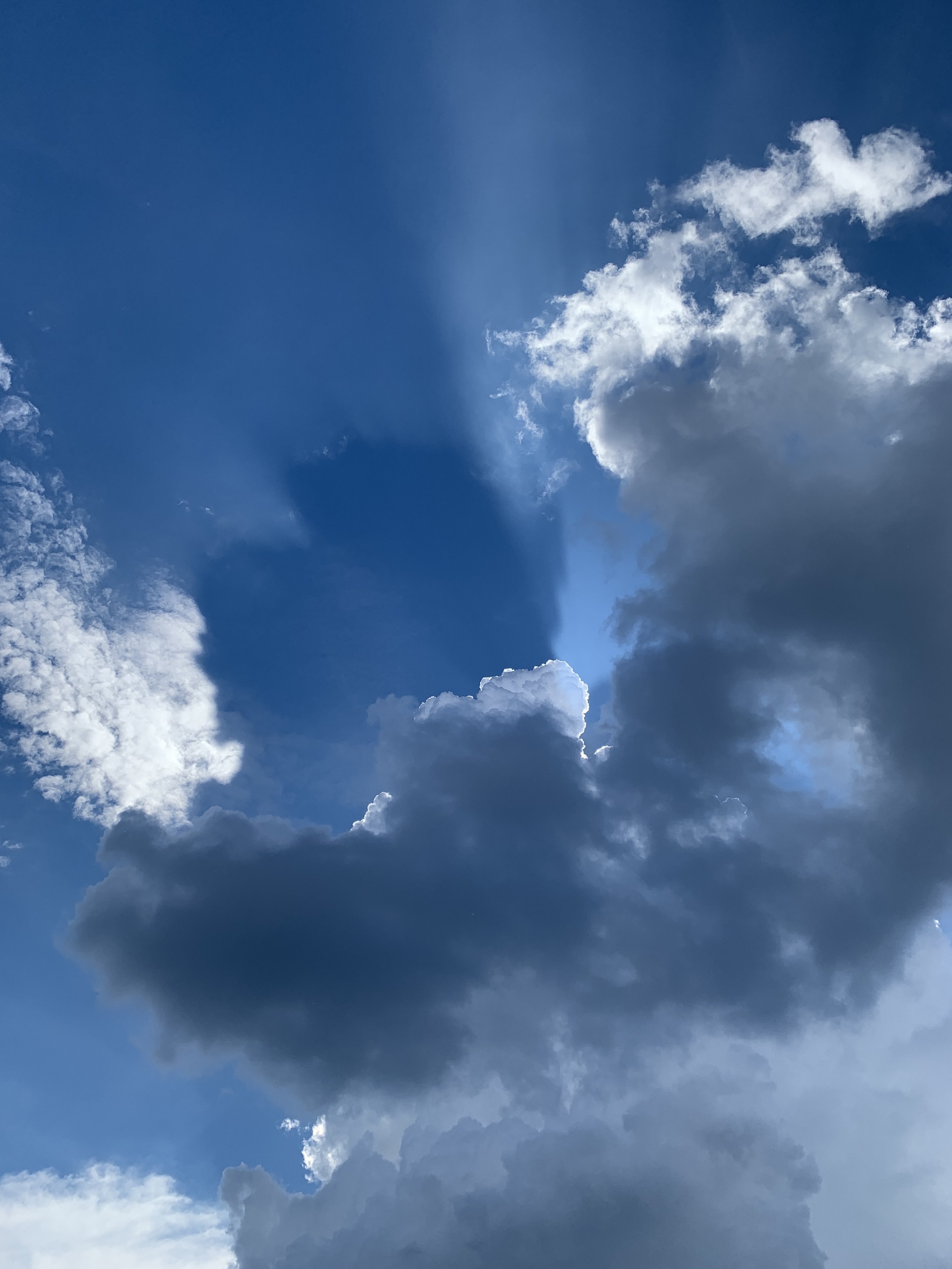 babies &amp; puppies