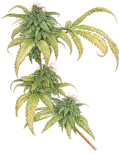 CannabisSativaMargaretBest.png