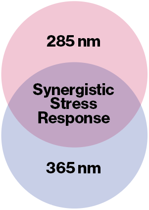 Synergistic Stress Response.png