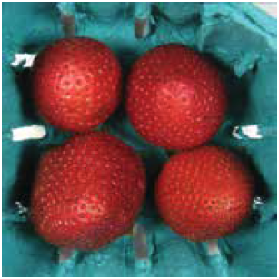 UVB treated strawberries after 9 days in cold, dark storage