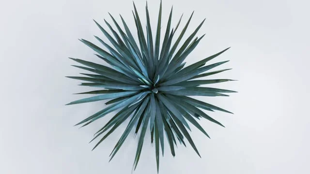 Patron (90) | Simply Perfect