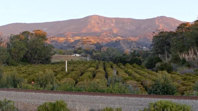 CALIFORNIA AVOCADO | PARADISE