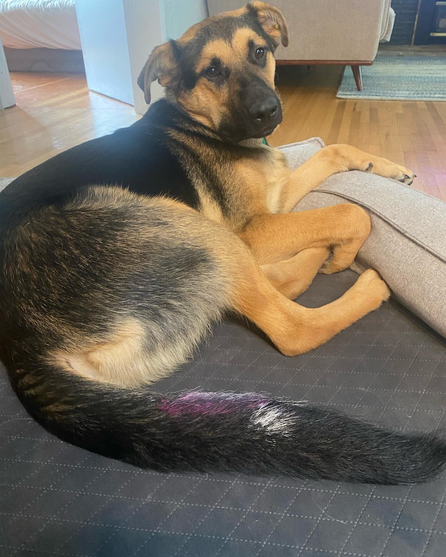 Echo is getting a little bit too &ldquo;helpful&rdquo; in the studio these days. 
.
.
.
.
.
#artistsoninstagram #bright #colours #colors #paintersofinstagram #painting #paintings #britishcolumbia #stillheatherart #acrylicpainting #mixedmediaart #mixe